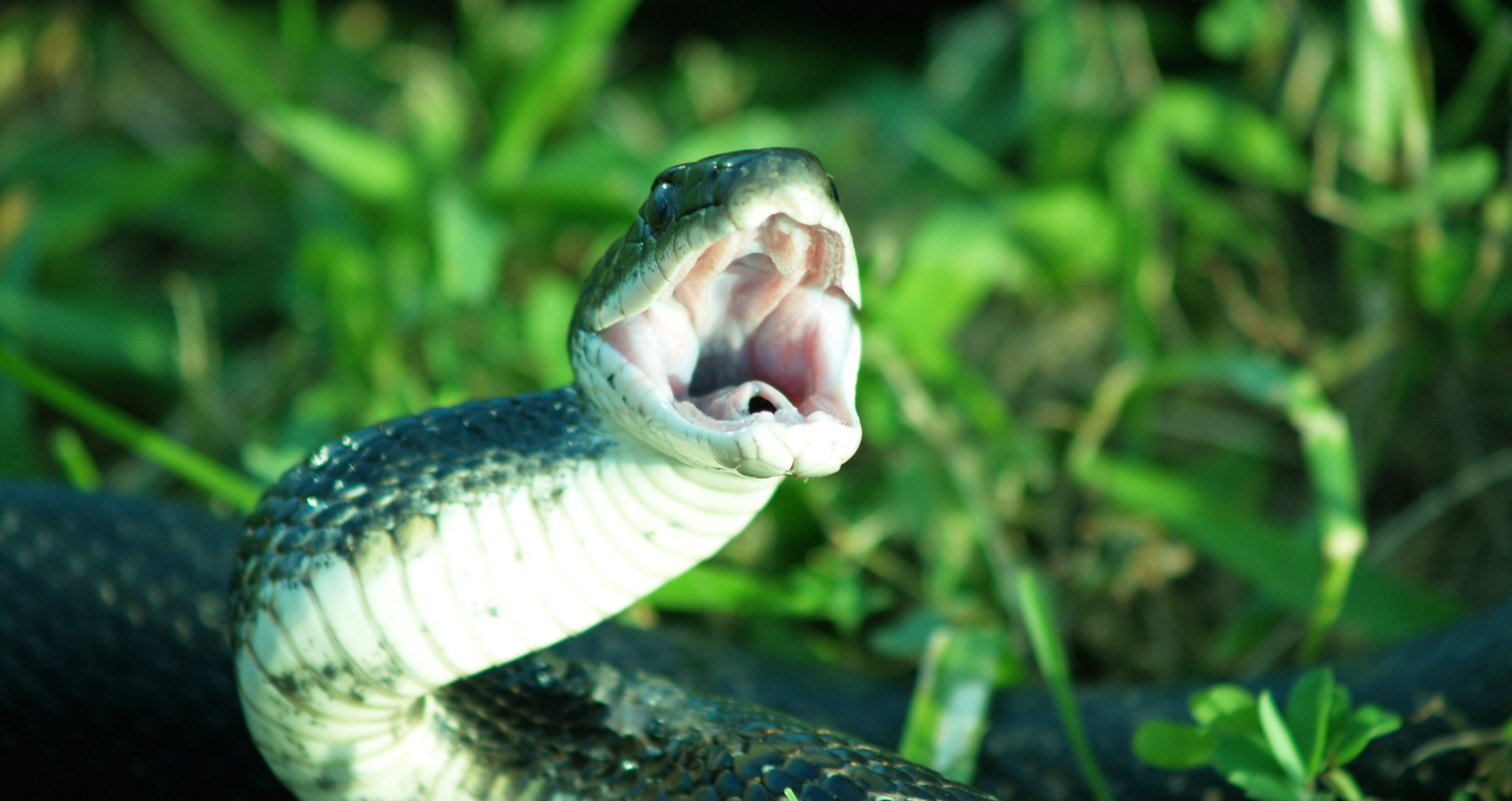 How to Treat a Snake Bite